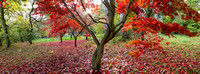 Winkworth Arboretum autumn